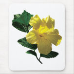 Yellow Hibiscus in Sunshine Yellow Hibiscus in Sunshine
