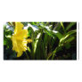 Yellow Hibiscus Picture Card