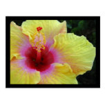 Yellow Hibiscus Post Cards