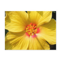 Yellow Hibiscus postcards