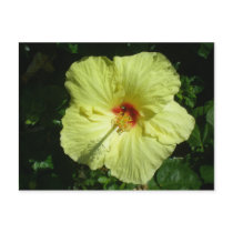Yellow Hibiscus Postcard by dlgray Yellow Hibiscus Postcard