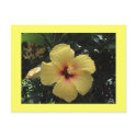 Yellow Hibiscus Postcard by sunsett76 Yellow Hibiscus Postcard