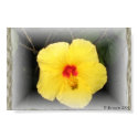 yellow hibiscus posters