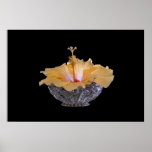 Yellow Hibiscus Poster
