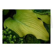 Yellow Hosta Cards