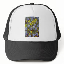 yellow Hyacinths 'Bismark' interplanted with Viola Hat