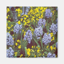 yellow Hyacinths 'Bismark' interplanted with Viola Magnet