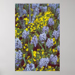 yellow Hyacinths 'Bismark' interplanted with Viola Posters