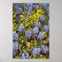 yellow Hyacinths 'Bismark' interplanted with Viola Posters