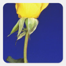 yellow Hybrid tea rose Gold Metal flowers Sticker