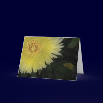 Yellow Ice Plant cards