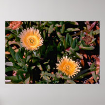 Yellow Ice Plant flowers Print