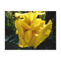 Yellow Iris2 postcards
