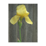Yellow Iris at Fence