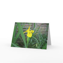 Yellow Iris Card cards