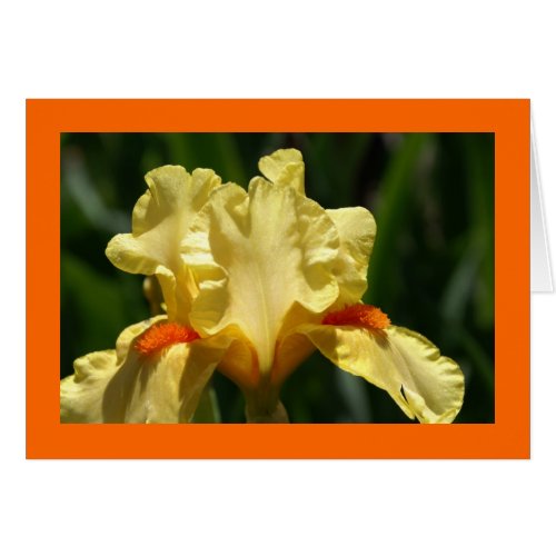 Yellow Iris card