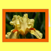 Yellow Iris cards