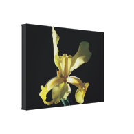 yellow iris flower in black background. canvas print
