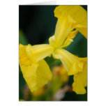 Yellow Iris Flowers Greeting Card