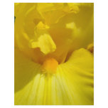 Yellow Iris Flowers Scrapbook paper Scrapbooking Letterhead Template