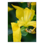 Yellow Iris  Greeting Card