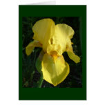 Yellow Iris Greeting Card