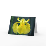 "Yellow Iris" Greeting Cards