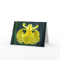 "Yellow Iris" Greeting Cards