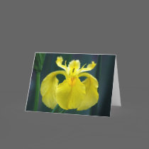 "Yellow Iris" Greeting Cards by smilodonart "Yellow Iris" Greeting Cards