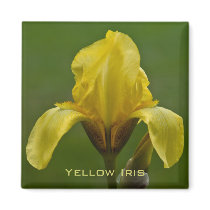 Yellow Iris Magnet