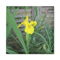 Yellow Iris Magnet magnets