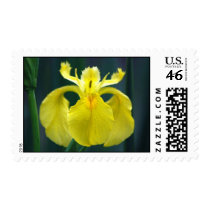 Yellow Iris Postage