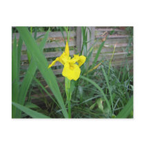 Yellow Iris postcards