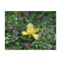 YELLOW IRIS POSTCARD by skywatcher YELLOW IRIS POSTCARD