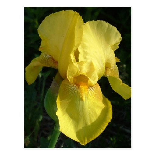 Yellow Iris Postcards
