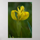 Yellow Iris style=border:0;