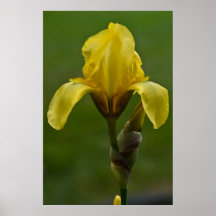 Yellow Iris Print