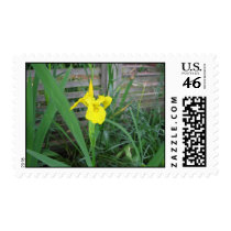 Yellow Iris Stamp stamps