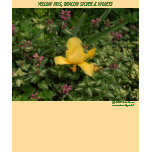iris, yellow, beacon, silver, purple, violets,
