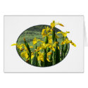 Yellow Irises Against the Sky card