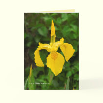 Yellow Irises cards