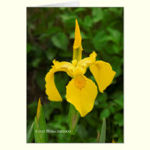 Yellow Irises cards