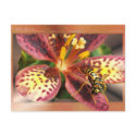 Yellow Jacket ~ postcard by Andy2302 Yellow Jacket ~ postcard