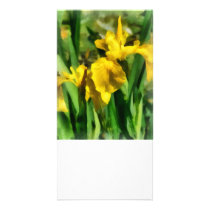 Yellow Japanese Irises photo cards
