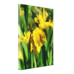 yellow japanese iris