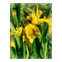 Yellow Japanese Irises posters
