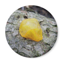 Yellow Jelly Fungus Magnet by CarolsCamera Yellow Jelly Fungus Magnet