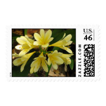 Yellow Kafir Lily Postage