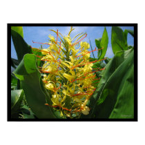 Yellow Kahili Ginger Tropical Flowers Poster Print by naturalilly Yellow Kahili Ginger Tropical Flowers Poster Print