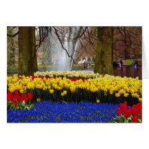 yellow Keukenhof gardens, Amsterdam, Netherlands f Cards